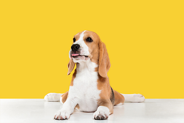 Image showing Studio shot of beagle puppy on yellow studio background