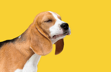 Image showing Studio shot of beagle puppy on yellow studio background