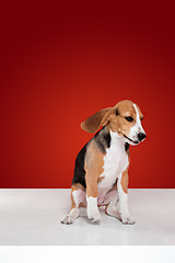 Image showing Studio shot of beagle puppy on red studio background