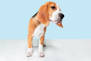 Image showing Studio shot of beagle puppy on blue studio background