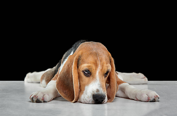 Image showing Studio shot of beagle puppy on black studio background