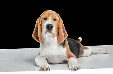 Image showing Studio shot of beagle puppy on black studio background