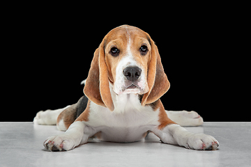 Image showing Studio shot of beagle puppy on black studio background