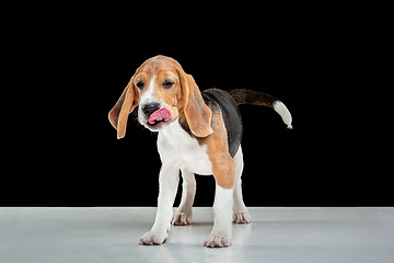 Image showing Studio shot of beagle puppy on black studio background