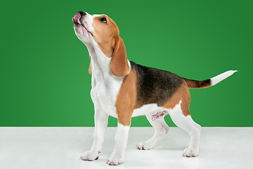 Image showing Studio shot of beagle puppy on green studio background