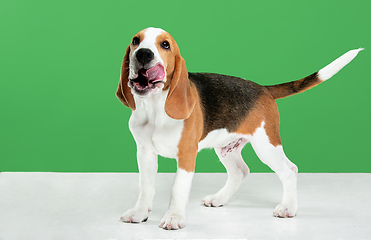 Image showing Studio shot of beagle puppy on green studio background