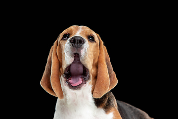 Image showing Studio shot of beagle puppy on black studio background