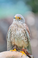 Image showing Common Kestrel (Falco Tinnunculus)