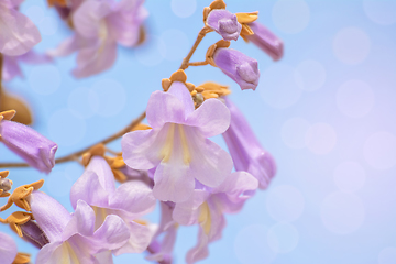 Image showing Paulownia Fortunei Flowers