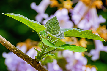 Image showing Young leaves on a branch