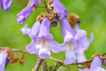 Image showing Paulownia Fortunei Flowers