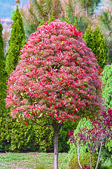 Image showing Tree in blossom
