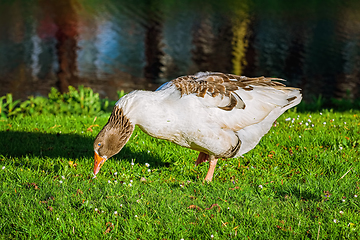 Image showing Grey Goose on the Grass