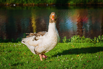 Image showing Grey Goose on the Grass