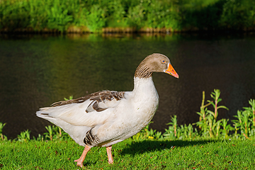 Image showing Grey Goose on the Grass