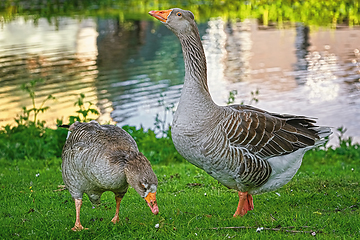 Image showing Grey Geese on the Grass