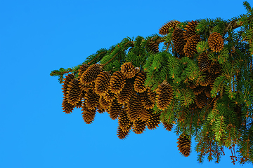 Image showing Branch of spruce with strobiles