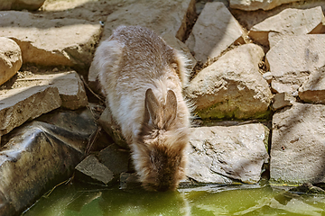 Image showing Rabbit drinks water