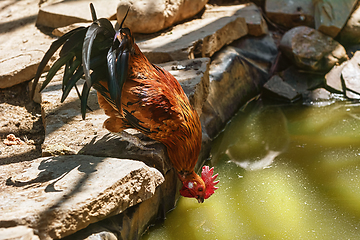 Image showing Rooster drinks water