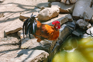 Image showing Rooster on the Stone