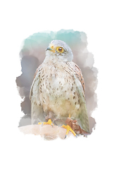 Image showing Digitally drawing (watercolor style) of common kestrel