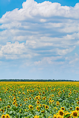 Image showing Sunflowers Field in Bulgaria