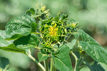 Image showing Young unblown sunflower 