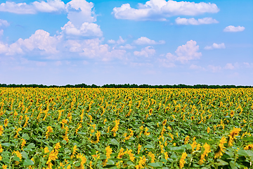 Image showing Sunflowers Field in Bulgaria
