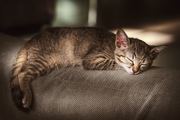 Image showing Portrait of Sleeping Kitten