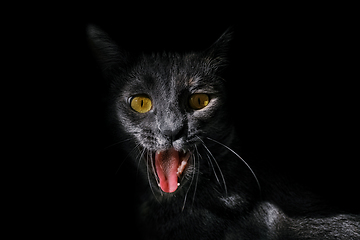 Image showing Portrait of an angry cat