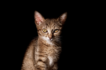 Image showing Portrait of Kitten