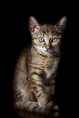 Image showing Portrait of Kitten