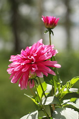 Image showing Dahlia