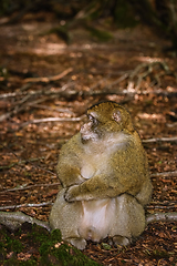 Image showing Barbary Macaque (Macaca Sylvanus)