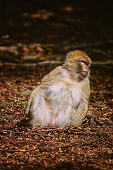 Image showing Barbary Macaque (Macaca Sylvanus)