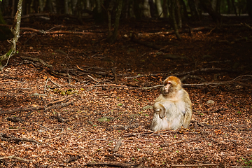 Image showing Barbary Macaque (Macaca Sylvanus)