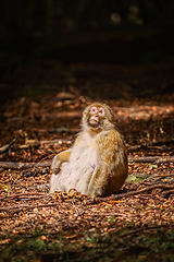 Image showing Barbary Macaque (Macaca Sylvanus)