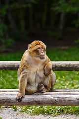 Image showing Barbary Macaque (Macaca Sylvanus)