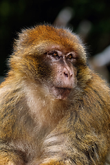 Image showing Barbary Macaque (Macaca Sylvanus)