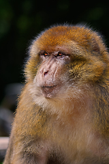 Image showing Barbary Macaque (Macaca Sylvanus)