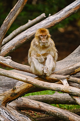 Image showing Barbary Macaque (Macaca Sylvanus)