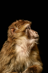 Image showing Barbary Macaque (Macaca Sylvanus)