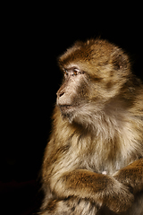 Image showing Barbary Macaque (Macaca Sylvanus)