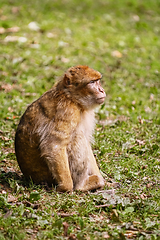 Image showing Barbary Macaque (Macaca Sylvanus)