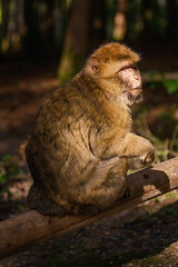 Image showing Barbary Macaque (Macaca Sylvanus)