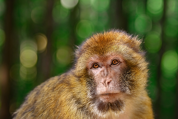 Image showing Barbary Macaque (Macaca Sylvanus)