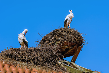 Image showing Storks in the nest 