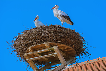 Image showing Storks in the nest 