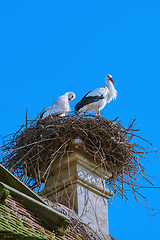 Image showing Storks in a nest 