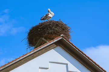 Image showing Stork in the nest 